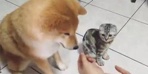 折耳猫娱乐吃瓜君